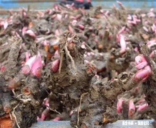 新鲜芍药根怎么吃 新鲜芍药根怎么吃效果最好