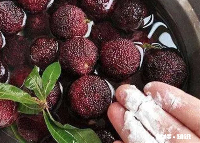 杨梅里的虫子吃了会有寄生虫吗 杨梅里的虫子吃了会有寄生虫吗