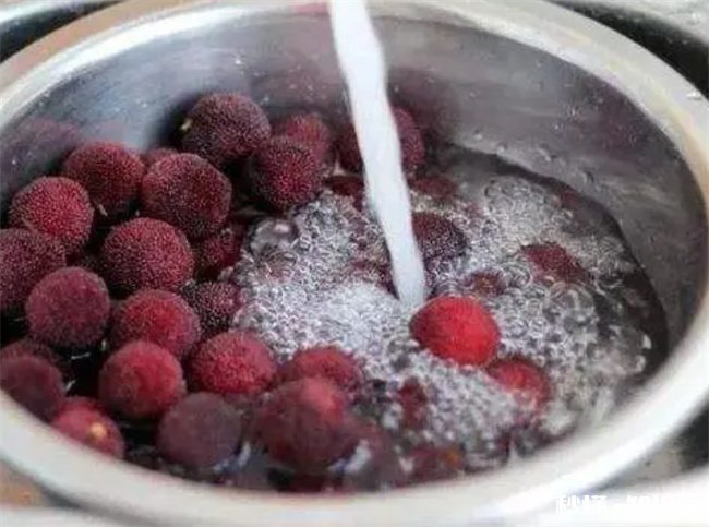 杨梅里的虫子吃了会有寄生虫吗 杨梅里的虫子吃了会有寄生虫吗