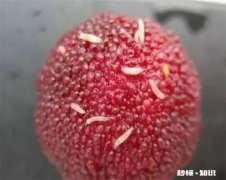 杨梅里的虫子吃了会有寄生虫吗 杨梅里的虫子吃了会有寄生虫吗
