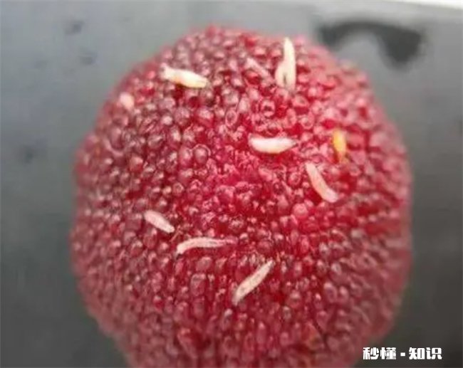 杨梅里的虫子吃了会有寄生虫吗 杨梅里的虫子吃了会有寄生虫吗