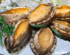 鲍鱼是鱼类吗 鲍鱼是鱼类吗还是软体动物