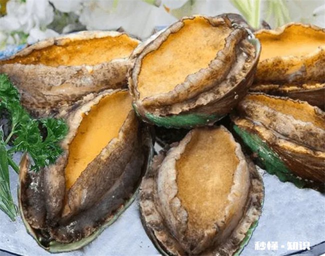 鲍鱼是鱼类吗 鲍鱼是鱼类吗还是软体动物