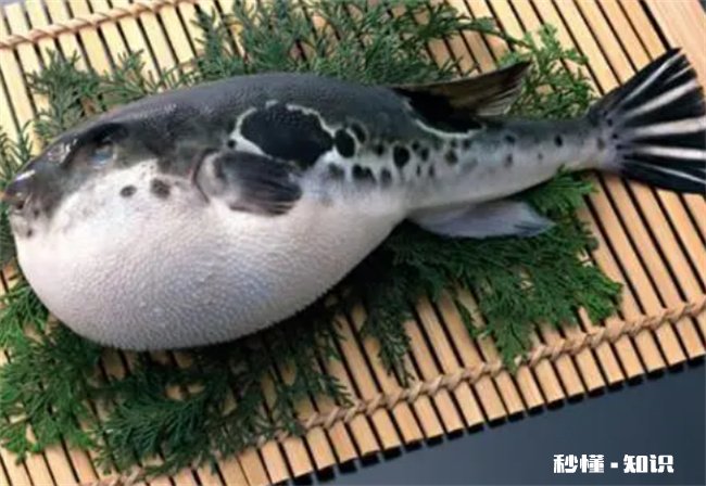 吃河豚后几个小时安全 吃河豚几个小时后安全72小时后安全吗