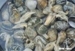 花蛤当天不吃如何保存 花蛤能保存一个星期吗