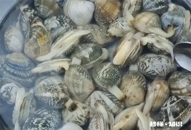 花蛤当天不吃如何保存 花蛤能保存一个星期吗