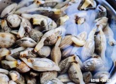 花蛤放了一夜吐舌头能吃吗 蛤蜊吐舌头了还能吃吗