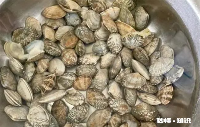 花蛤放了一夜吐舌头能吃吗 蛤蜊吐舌头了还能吃吗