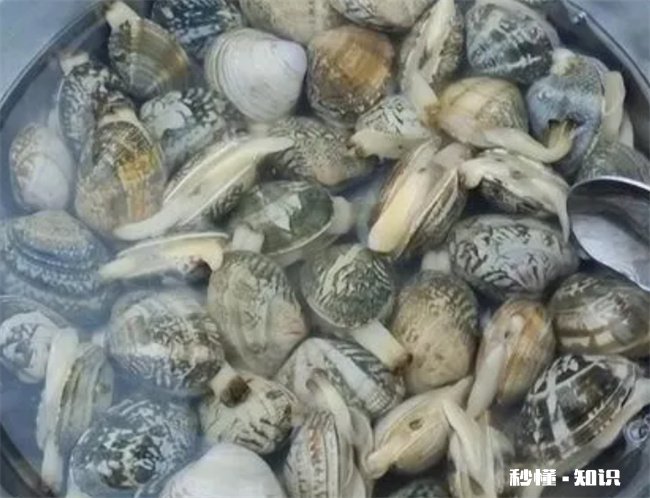 花蛤放了一夜吐舌头能吃吗 蛤蜊吐舌头了还能吃吗