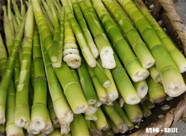 竹笋哪类人不能吃 哪种竹笋不能吃
