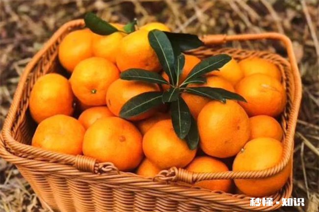 平安夜送苹果代表什么意思 生日在平安夜代表什么