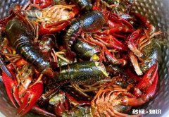 洗好的小龙虾怎么保存到第二天 洗干净了的小龙虾怎么保存