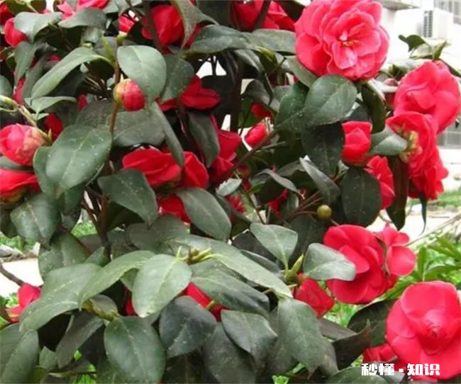 家里为什么不能养茶花 家里为什么不能养茶花,蕙兰