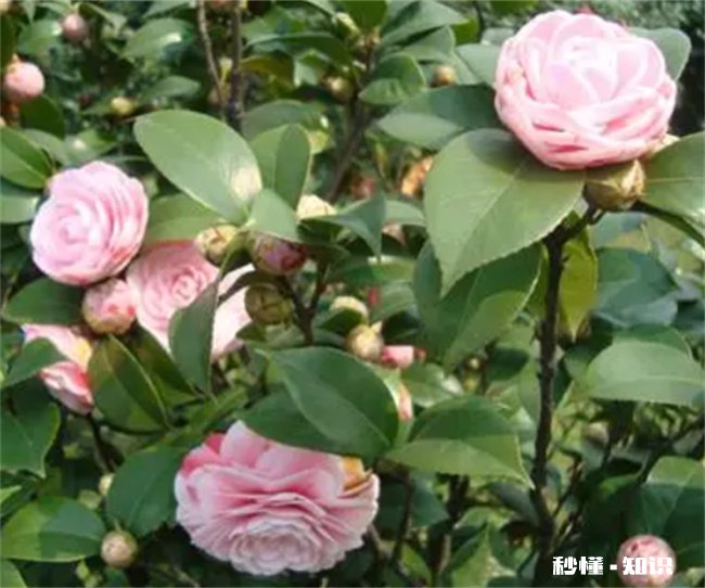 家里为什么不能养茶花 家里为什么不能养茶花,蕙兰