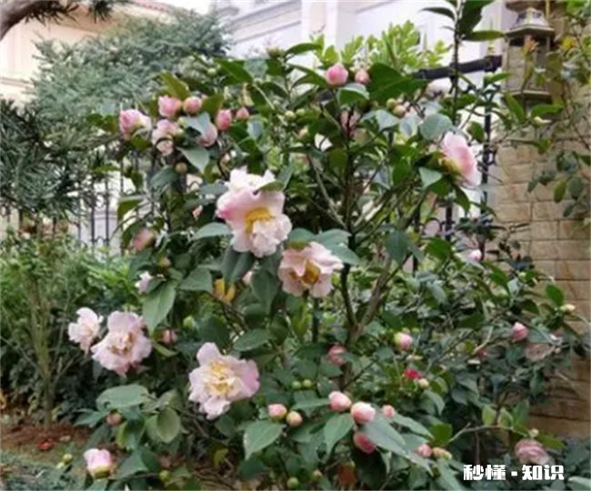 家里为什么不能养茶花 家里为什么不能养茶花,蕙兰