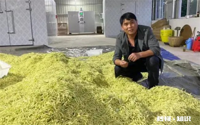 金银花怎么烘干 金银花怎么烘干不变色金银花泡水喝有什么功效