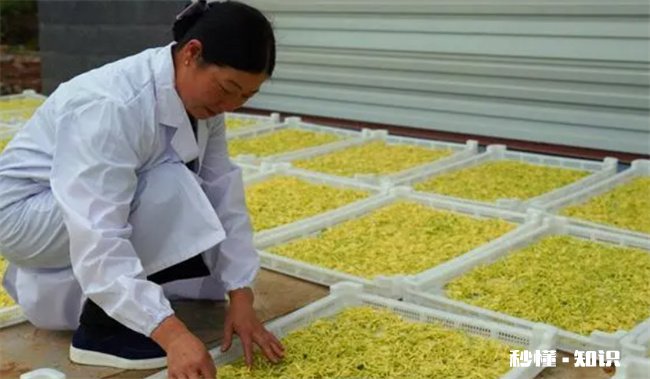 金银花怎么烘干 金银花怎么烘干不变色金银花泡水喝有什么功效