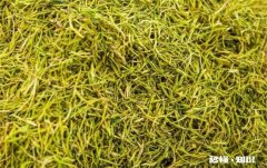 金银花怎么烘干 金银花怎么烘干不变色金银花泡水喝有什么功效