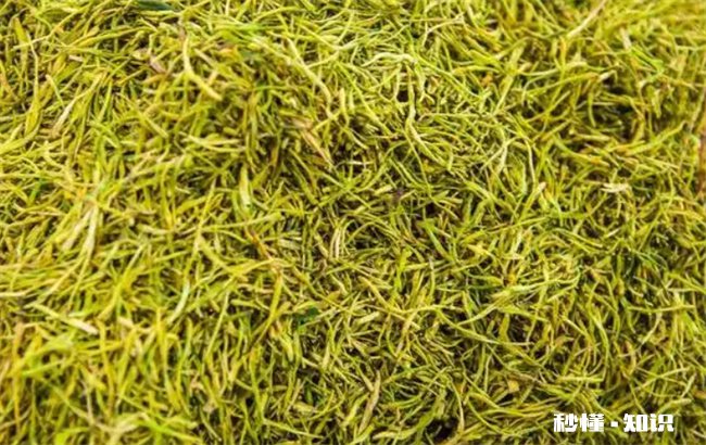 金银花怎么烘干 金银花怎么烘干不变色金银花泡水喝有什么功效