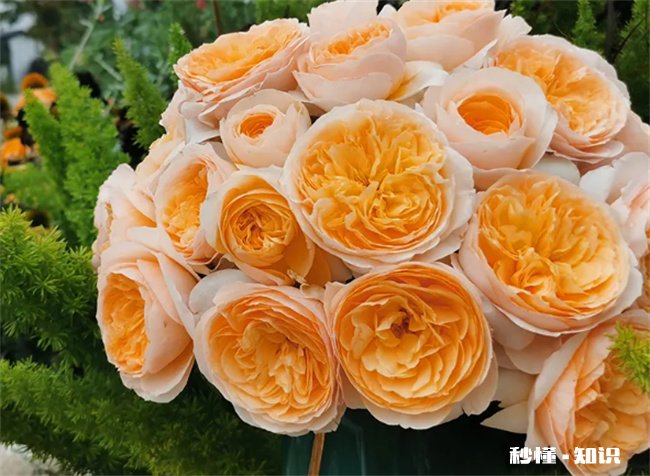 朱丽叶玫瑰好养吗 朱丽叶玫瑰多少人民币一朵