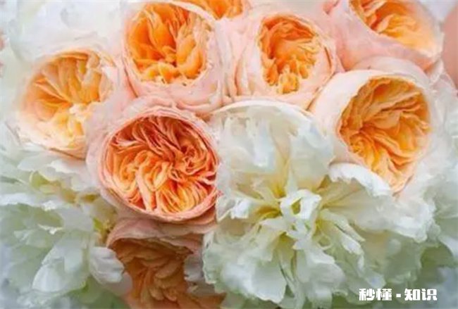 朱丽叶玫瑰好养吗 朱丽叶玫瑰多少人民币一朵