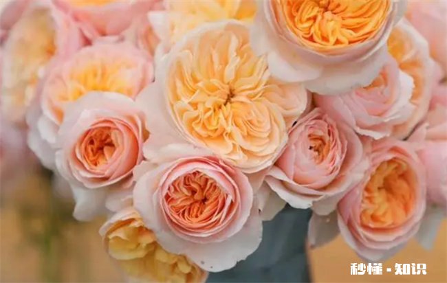 朱丽叶玫瑰好养吗 朱丽叶玫瑰多少人民币一朵