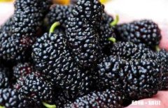 怎么判断桑葚坏了 怎么判断桑葚干有没有坏