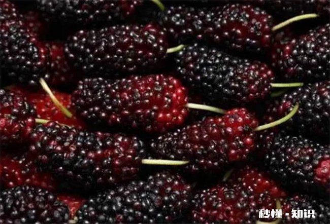 怎么判断桑葚坏了 怎么判断桑葚干有没有坏