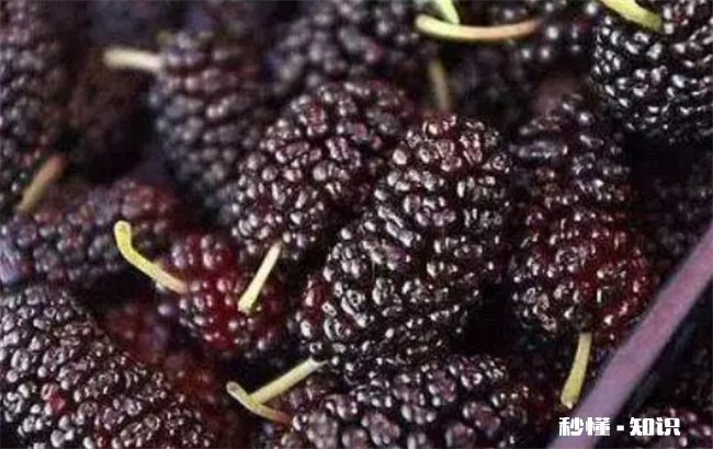 怎么判断桑葚坏了 怎么判断桑葚干有没有坏