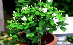 茉莉花的养殖方法和注意事项有哪些 茉莉花冬季的养殖方法和注意事项有哪些