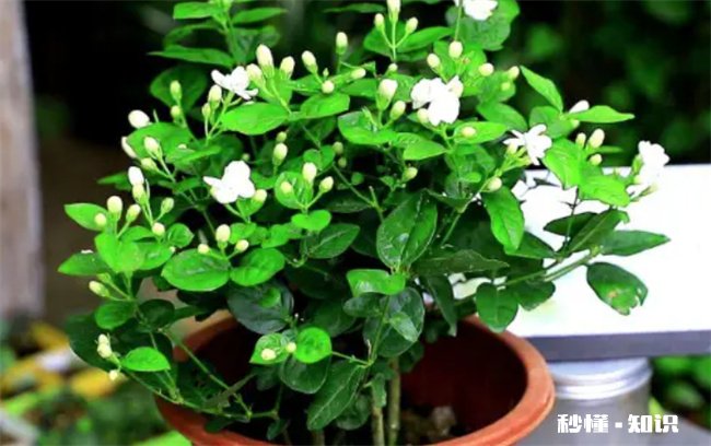 茉莉花的养殖方法和注意事项有哪些 茉莉花冬季的养殖方法和注意事项有哪些