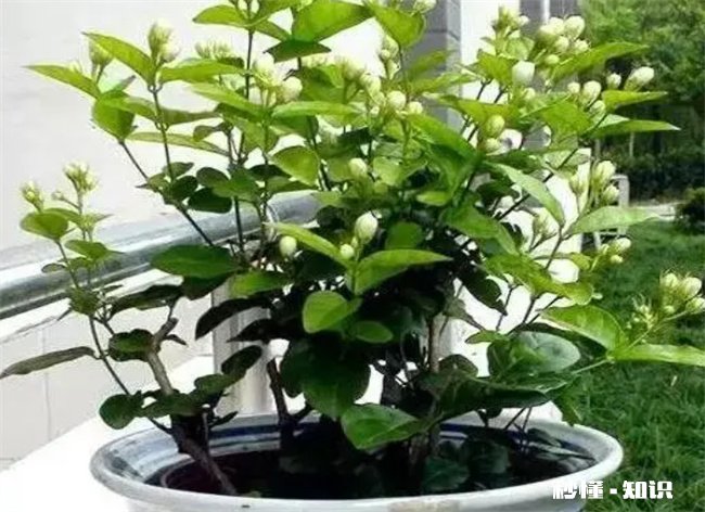 茉莉花的养殖方法和注意事项有哪些 茉莉花冬季的养殖方法和注意事项有哪些
