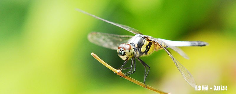 蜻蜓的生长过程是怎样的 蜻蜓的生长过程是什么样子的