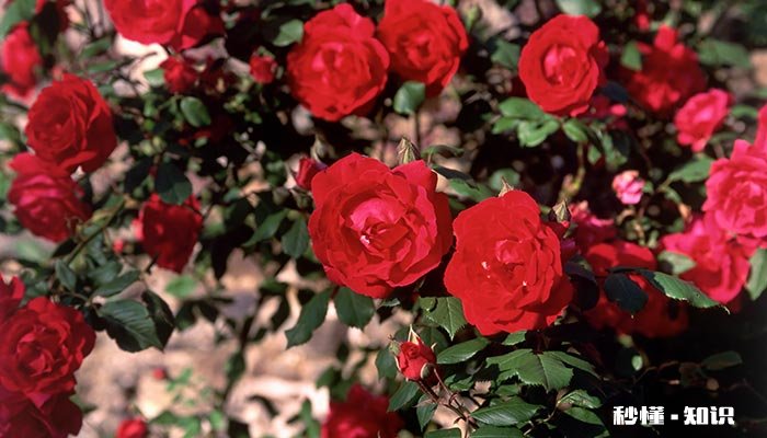 山茶花养殖的施肥方法 山茶花养殖的施肥方法有哪些