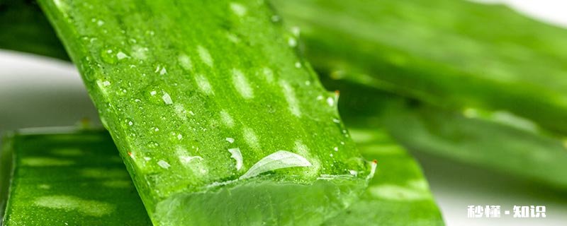芦荟叶子变得干瘪了是怎么回事 芦荟叶子发红干瘪枯萎