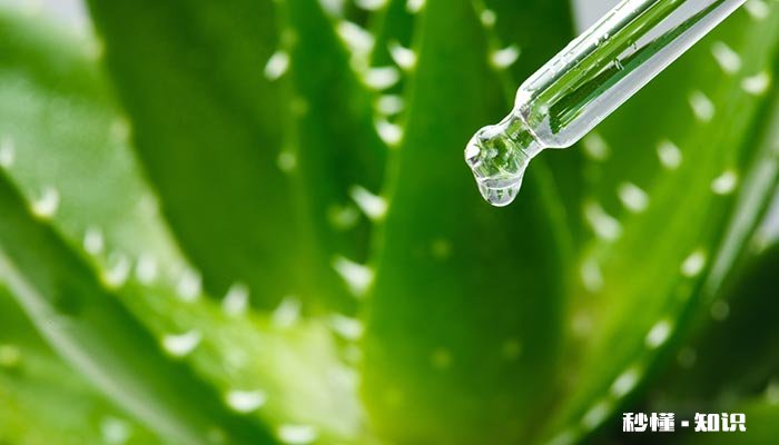 芦荟有什么特征和特点 芦荟有哪些特点