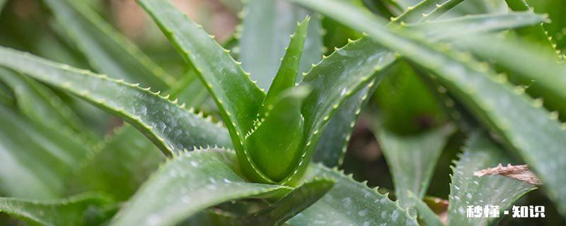 芦荟有什么特征和特点 芦荟有哪些特点