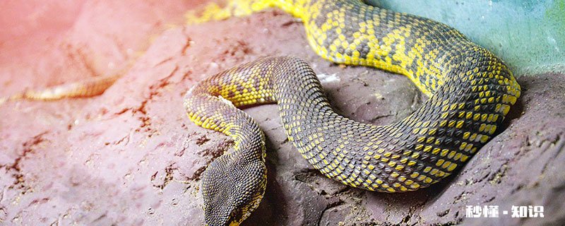 霜降蛇进洞了吗 霜降蛇还出来吗