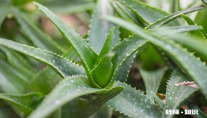 芦荟和龙爪是一种植物吗 芦荟和龙爪是一种植物吗