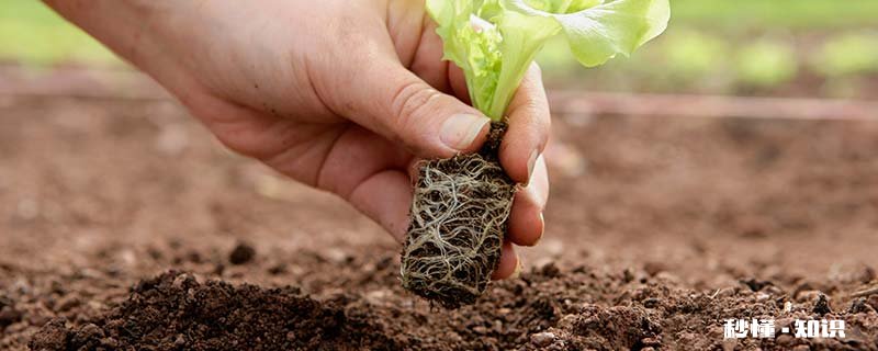 哪种土里含有矿物质 土中主要矿物