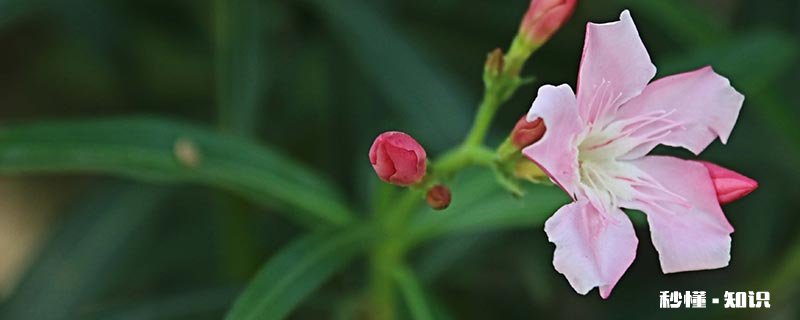 盆栽石竹花的养殖方法 怎么养石竹花