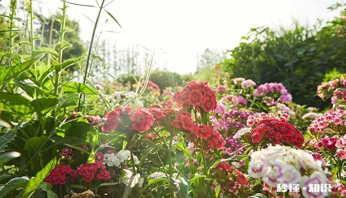 盆栽石竹花的养殖方法 怎么养石竹花
