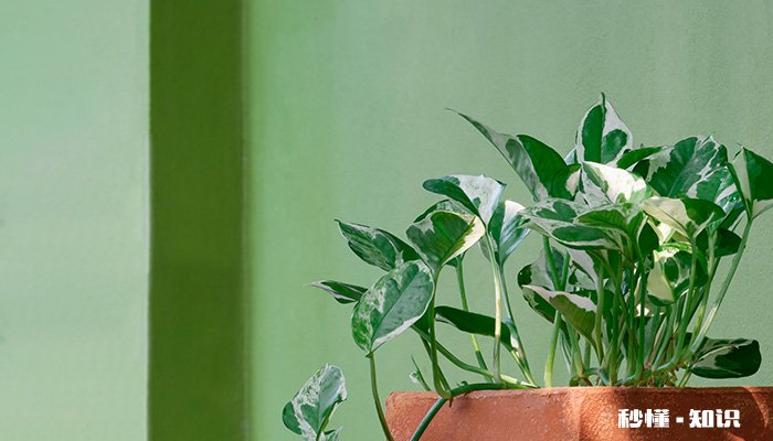 观赏松盆景叶子黄了怎么办 盆景松叶子发黄怎么办