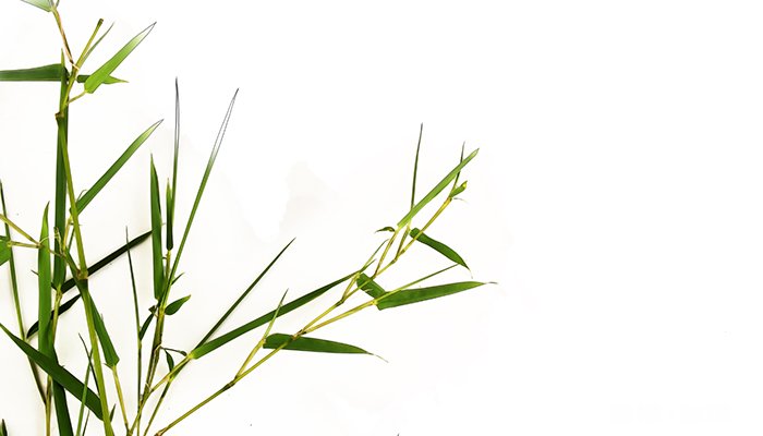 文竹的叶子发黄怎么办 文竹叶子发黄怎么办教你几招