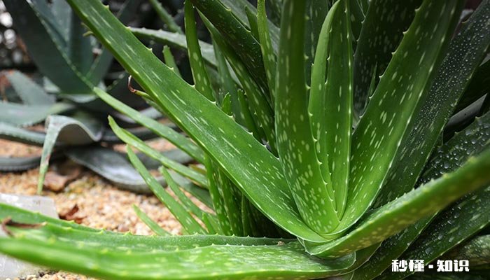 芦荟上出现黑色的斑点的原因 芦荟上长黑点