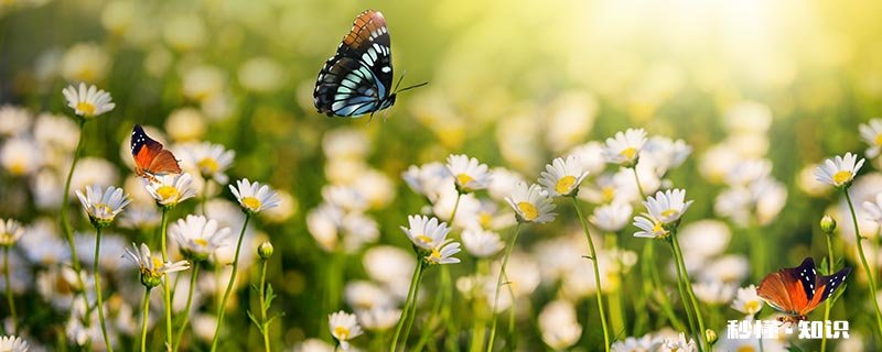 下雨天蝴蝶在哪里避雨 蝴蝶下雨在哪儿避雨