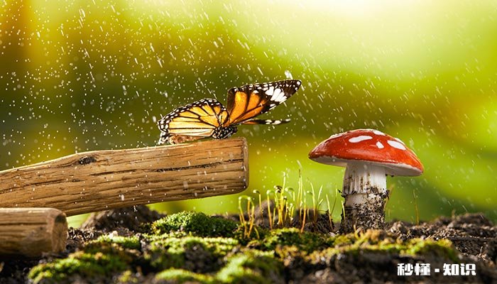 下雨天蝴蝶在哪里避雨 蝴蝶下雨在哪儿避雨