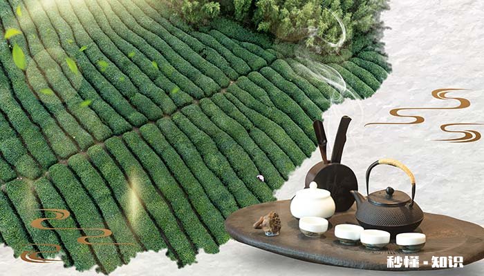 凤凰水仙选购技巧 凤凰水仙产地哪里