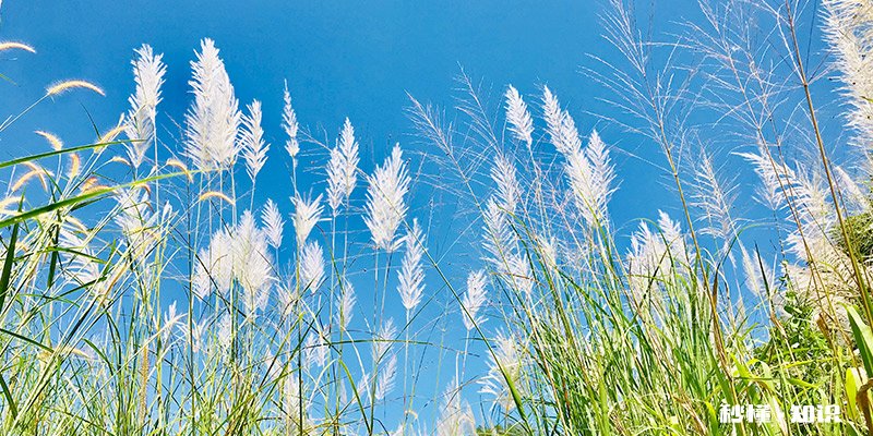 芦和苇是一种植物吗 跟芦苇很像的植物叫什么
