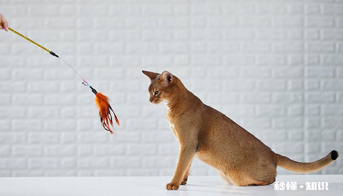 狗猫猴这些动物有什么特点 猫狗猴狮大都和什么有关